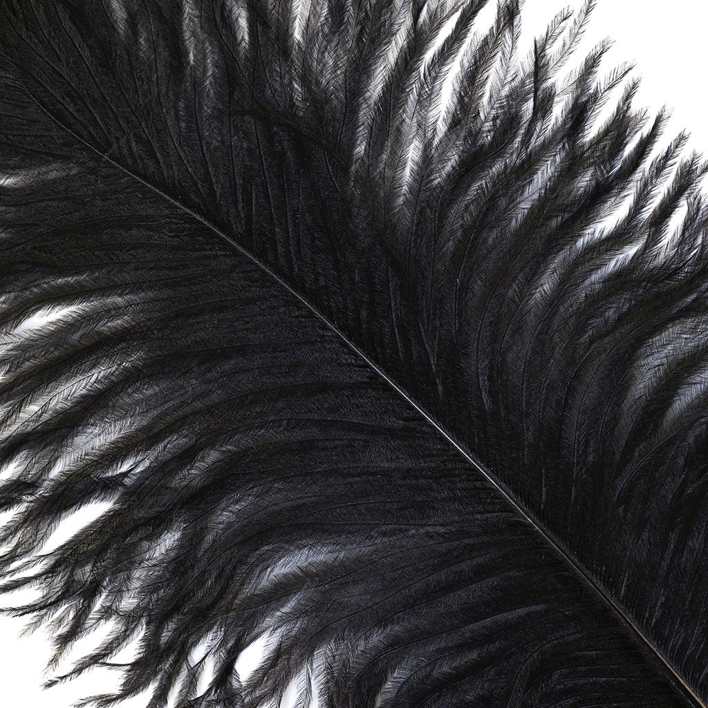 Large Ostrich Feathers - 17"+ Drabs - Black