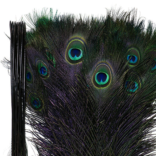 Peacock Tail Eyes Stem Dyed - 25-40 Inch - 100 PCS - Black