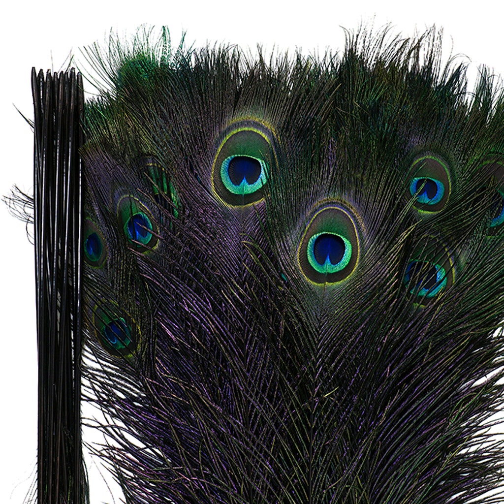 Peacock Feather Eyes Stem Dyed - 25-40 Inch - 10 PCS - Black