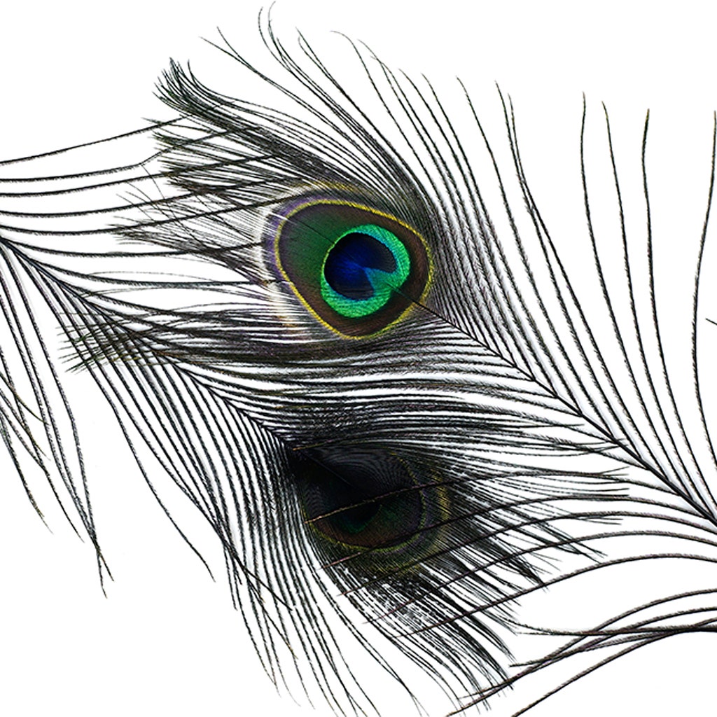 Peacock Feather Eyes Stem Dyed - 25-40 Inch - 10 PCS - Black