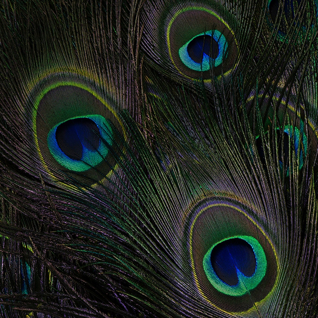 Peacock Feather Eyes Stem Dyed - 25-40 Inch - 10 PCS - Black