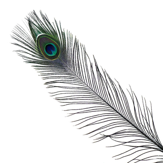 Peacock Feather Eyes Stem Dyed - 25-40 Inch - 10 PCS - Black