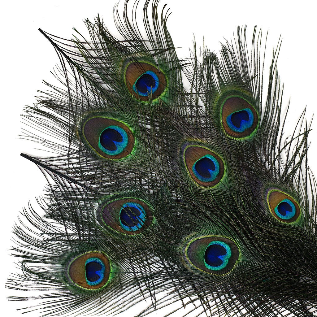 Peacock Feather Eyes Dyed Stem Black