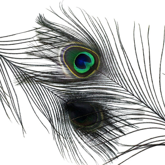 Peacock Feather Eyes Dyed Stem Black