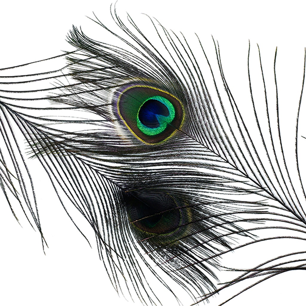 Peacock Tail Eyes Stem Dyed - Black