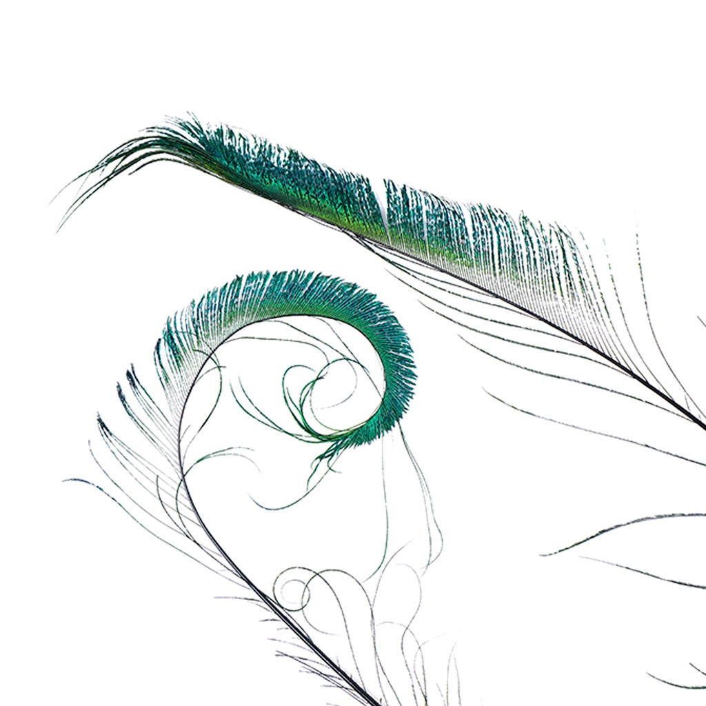 Bulk Peacock Sword Feathers Stem Dyed - 100 pc 25-40" - Black