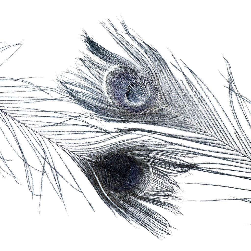 Peacock Tail Eyes Sprayed - Black/Silver Lurex - 30 - 40"