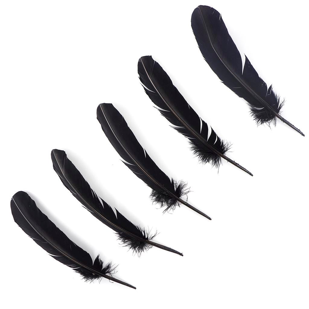 Turkey Quills Selected - Black