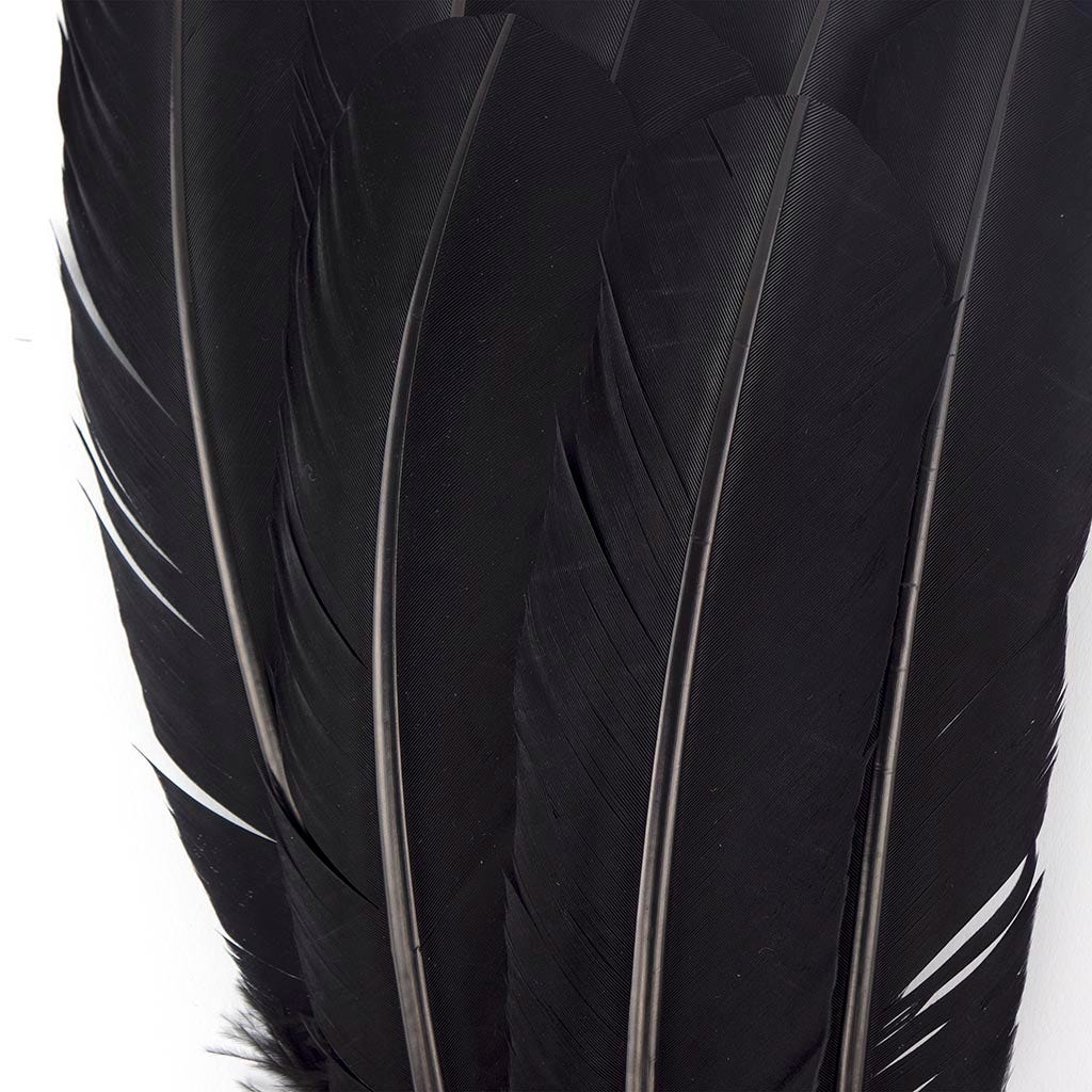 Turkey Quills Selected - Black