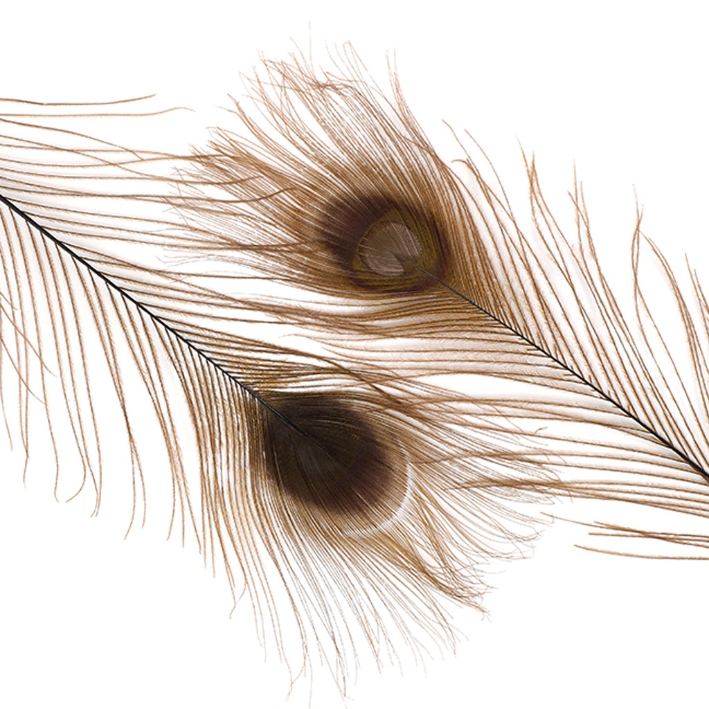 Peacock Tail Eyes Bleached Dyed - 25-40 Inch - 100 PCS - Brown