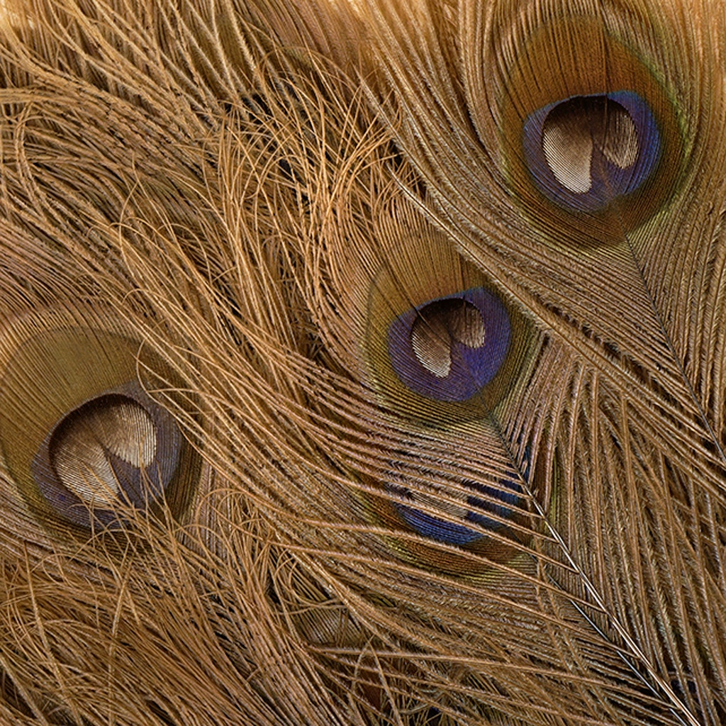Peacock Eyes Bleached/Dyed - Golden Iridescent 30-40" - 10 PC