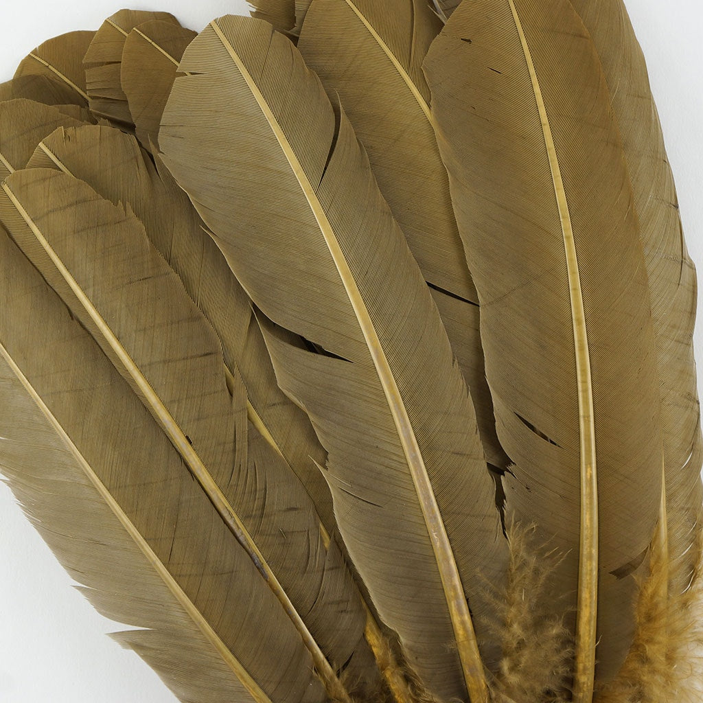 Turkey Quills Selected Camel