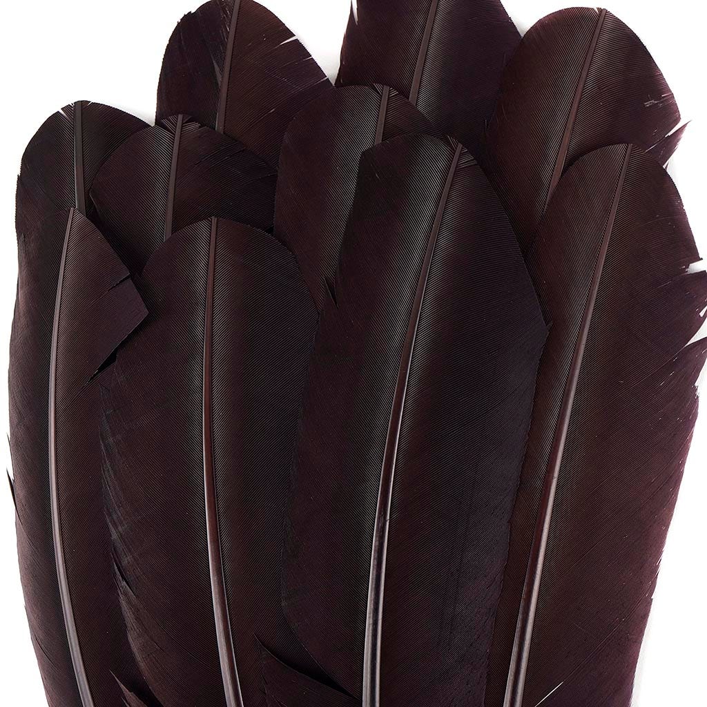 Turkey Quills by Pound - Right Wing - Brown