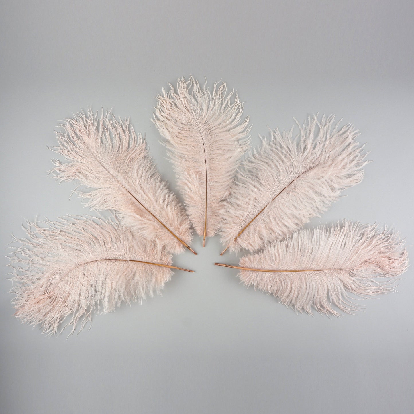 Ostrich Feathers 9-12" Drabs - Champagne