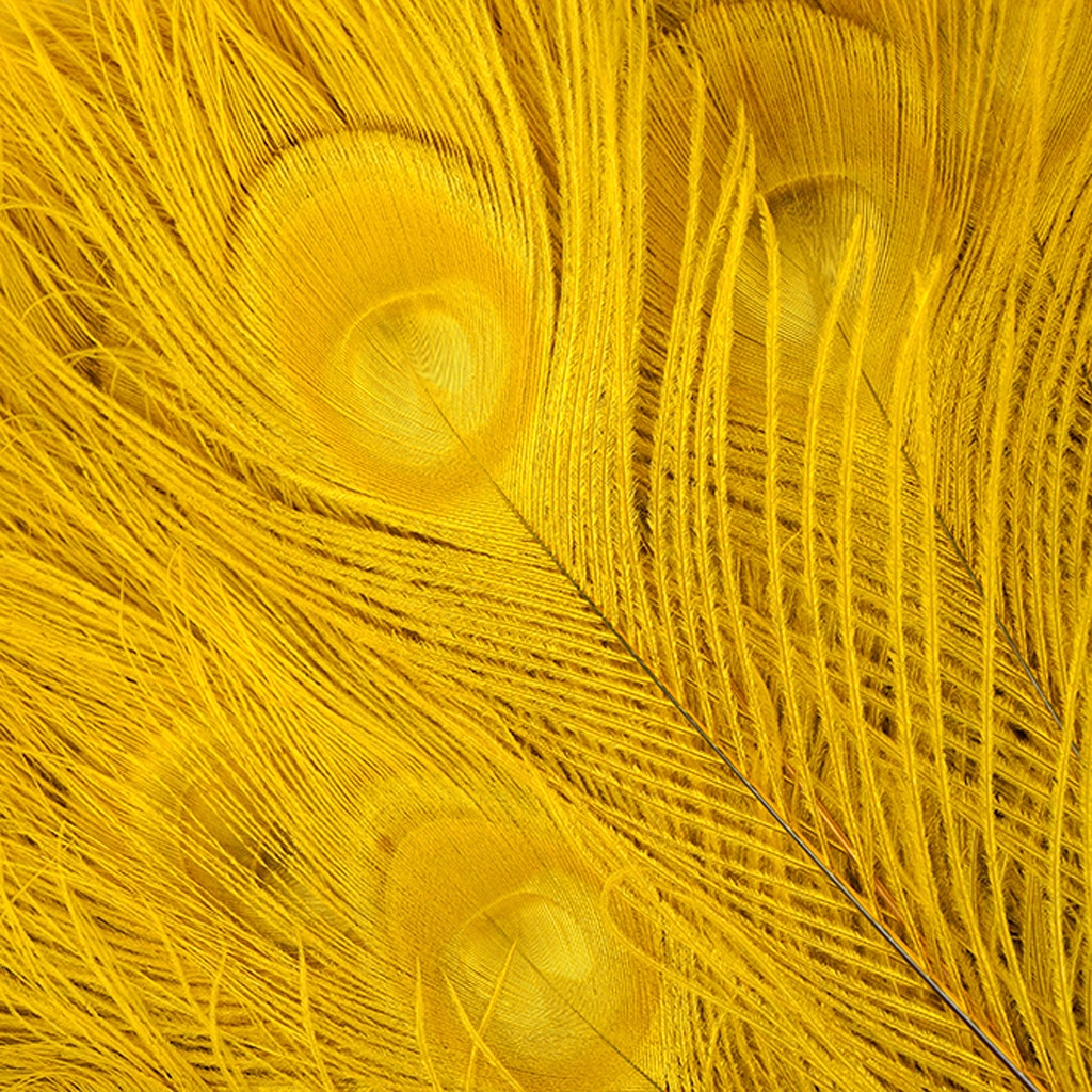 Peacock Tail Eyes Bleached Dyed - Gold