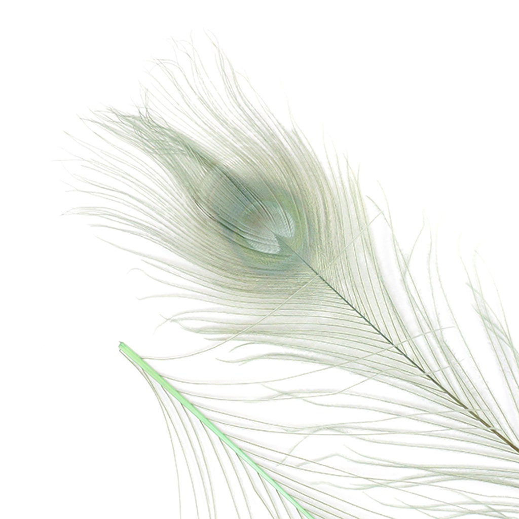 Peacock Tail Eyes Bleached and Dyed - 8-15” - 100 pc - Celedon