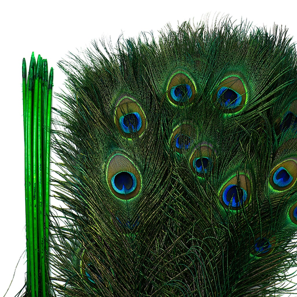 Peacock Tail Eyes Stem Dyed - 25-40 Inch - 100 PCS - Kelly
