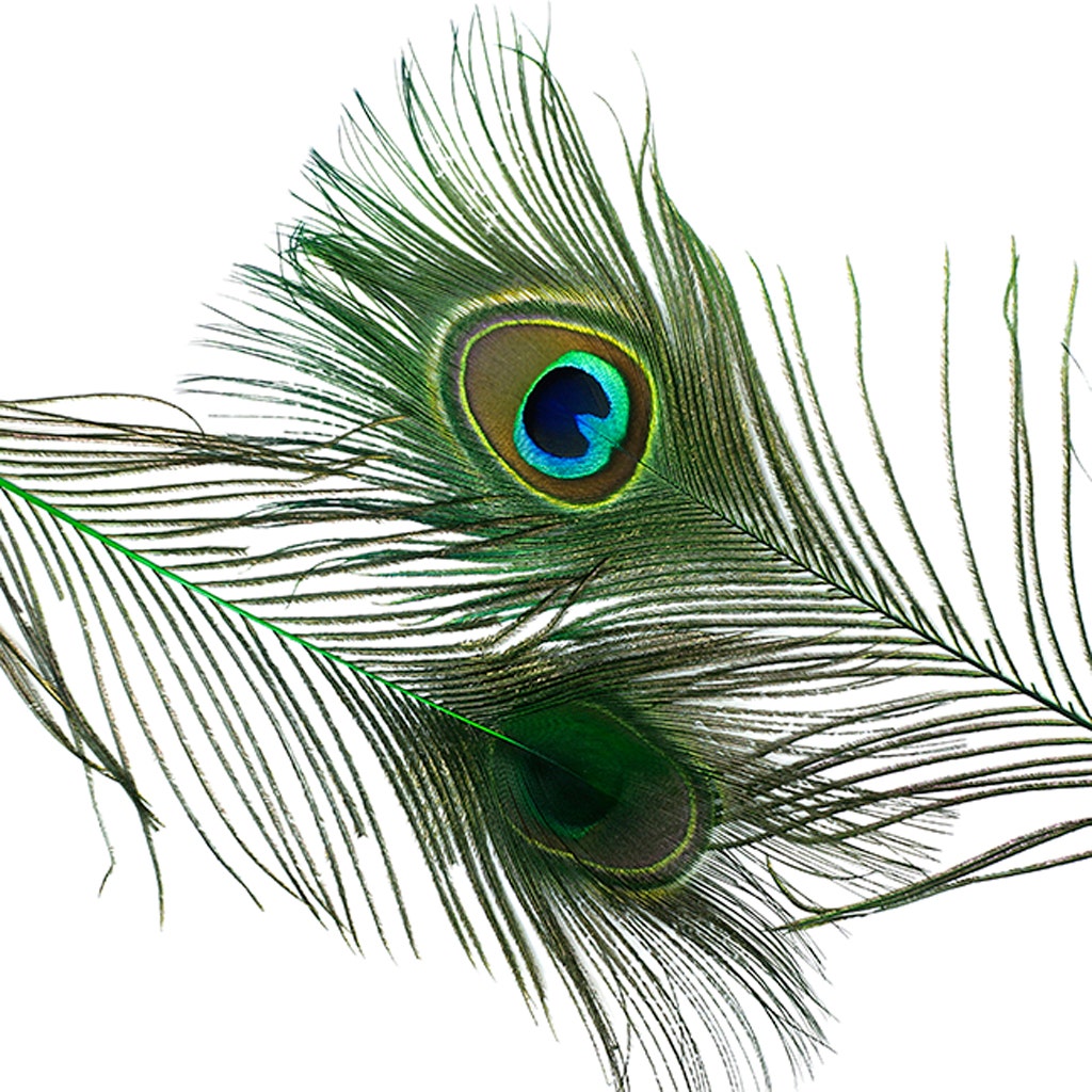 Peacock Feather Eyes Stem Dyed - 25-40 Inch - 10 PCS - Kelly