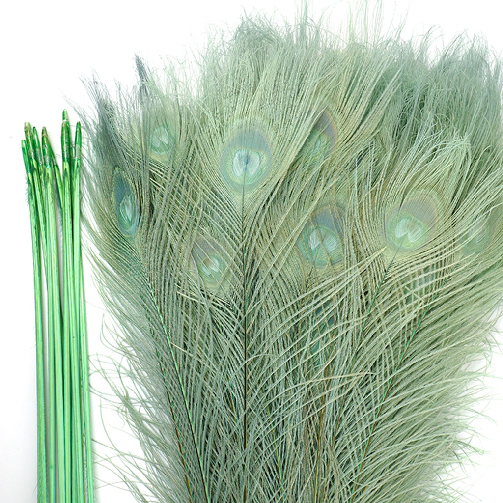 Peacock Eyes Bleached/Dyed - 25-40 Inch - 10 PCS - Celedon