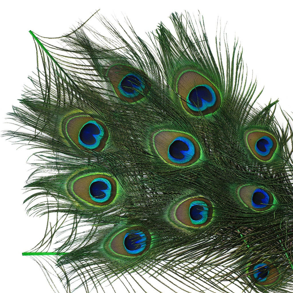 Peacock Feather Eyes Dyed Stem Kelly
