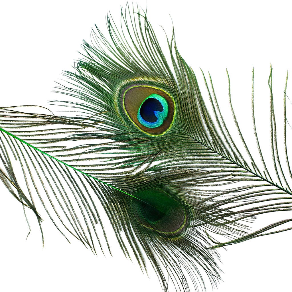 Peacock Feather Eyes Dyed Stem Kelly