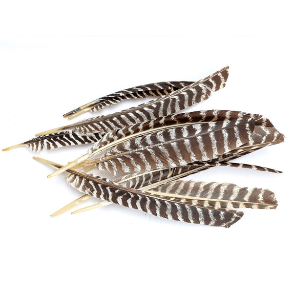Natural Barred Turkey Right Wing Pointers | Zebra Striped Feathers ...