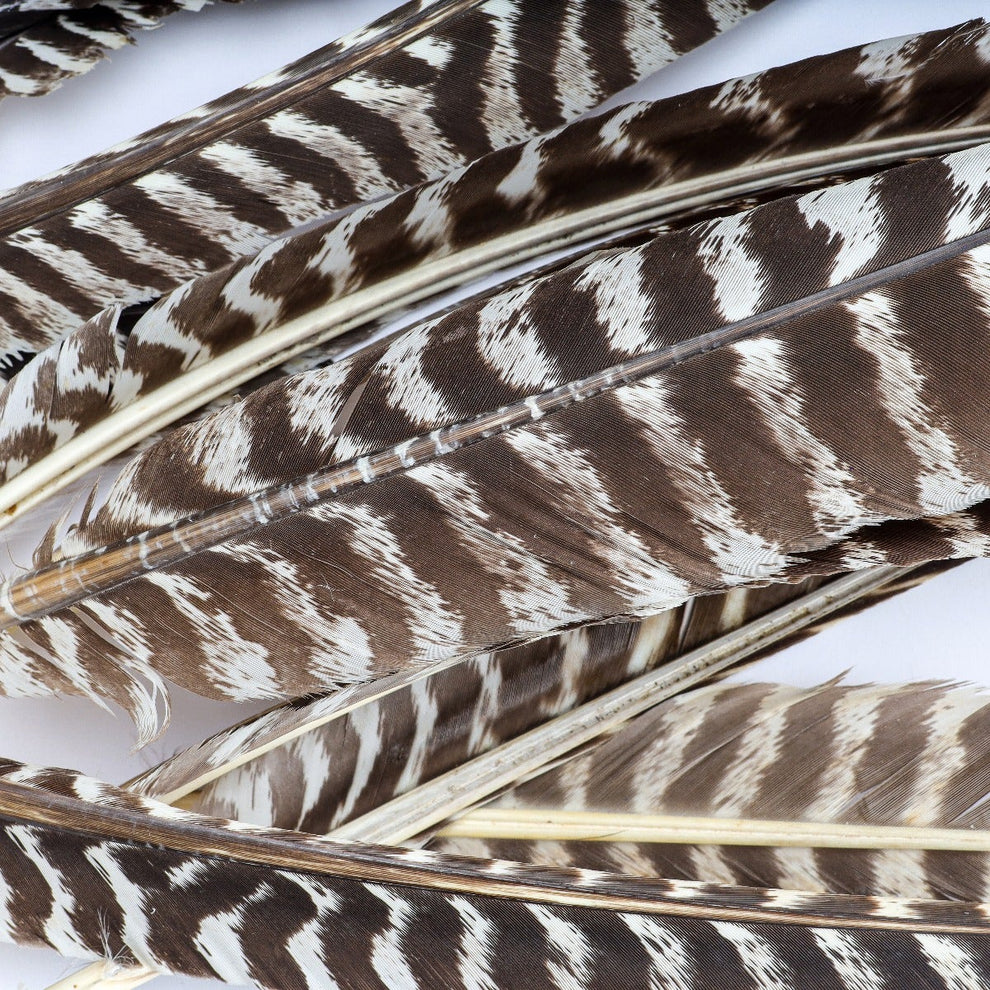 Natural Barred Turkey Right Wing Pointers | Zebra Striped Feathers ...