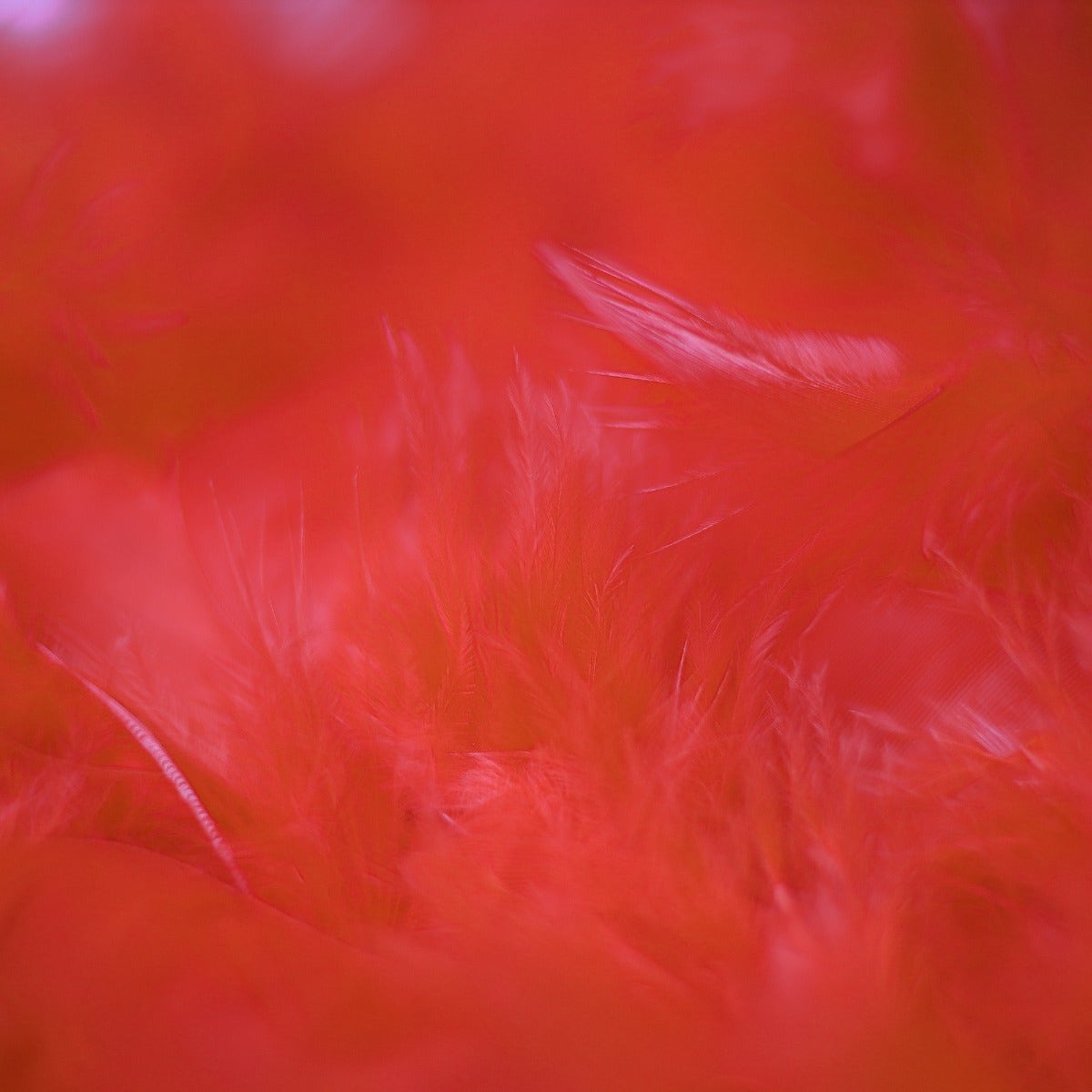 Chandelle Feather Boa - Medium Weight - Red
