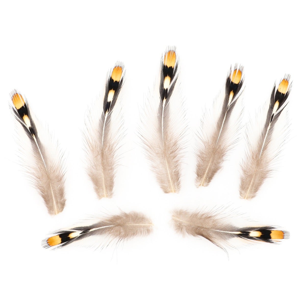 Jungle Cock Natural Gold Eye Loose .25-1.25" 20 pc/pkg