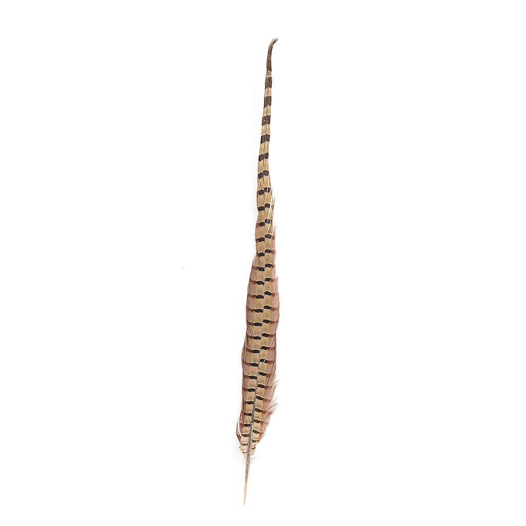 Ringneck Pheasant Tails - Natural - 20 - 24"