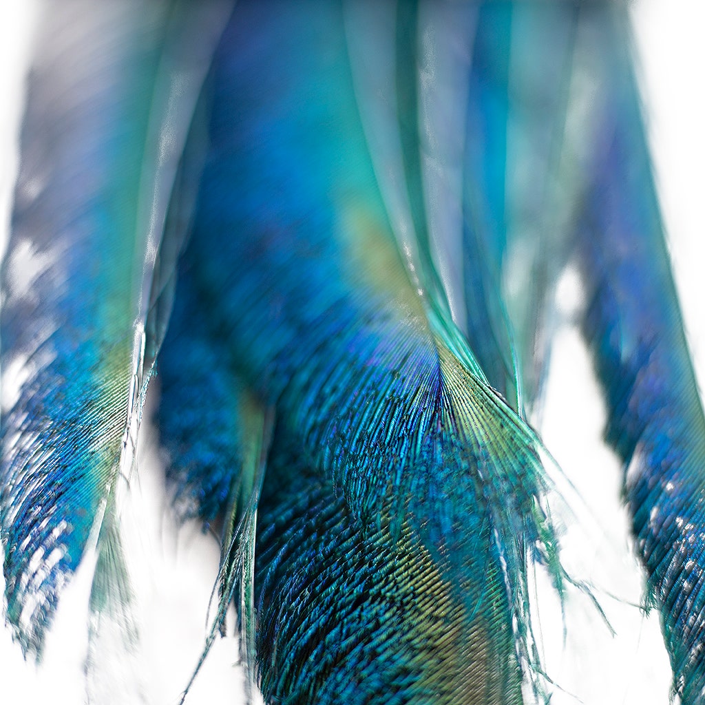 Peacock Sword 15-25" Stem Dyed 10 pc/pkg - Dark Turquoise