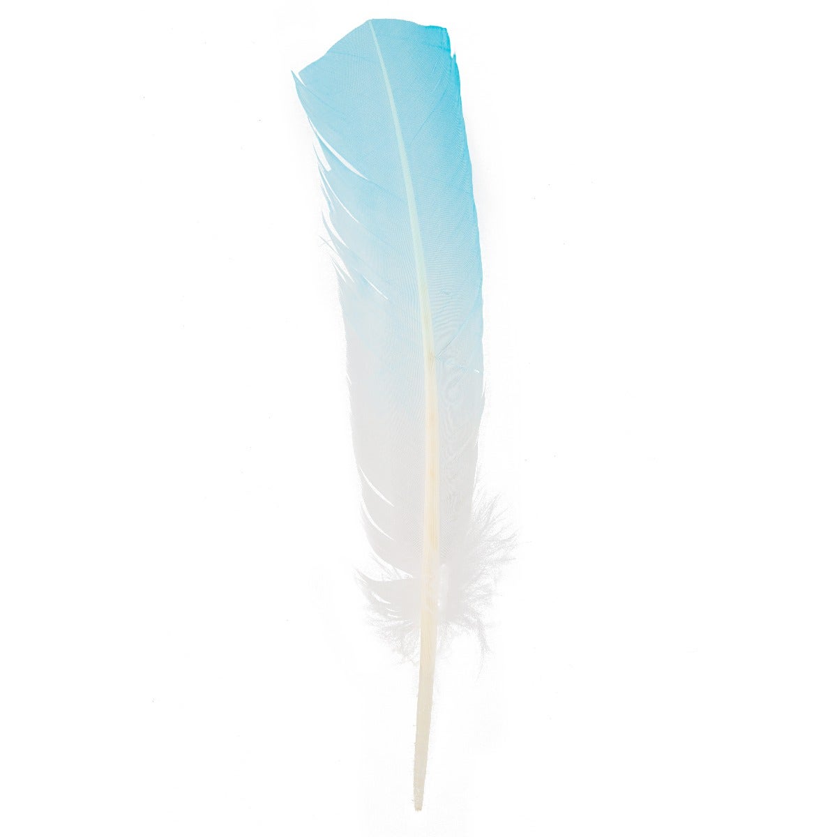 Bulk Two Tone Ombre Tipped Turkey Round Feathers - 10-12” - 1/4 lb - Light Turquoise/White