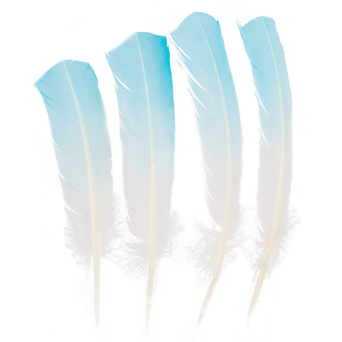 Bulk Two Tone Ombre Tipped Turkey Round Feathers - 10-12” - 1/4 lb - Light  Turquoise/White