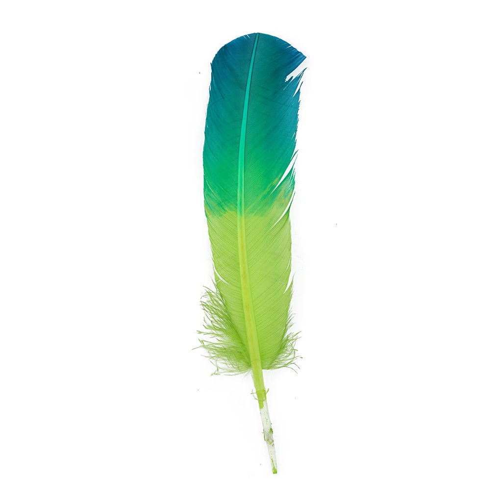 Ombre Turkey Quill Feathers 10-12" Dip .25 lb - Dark Turquiose/Lime