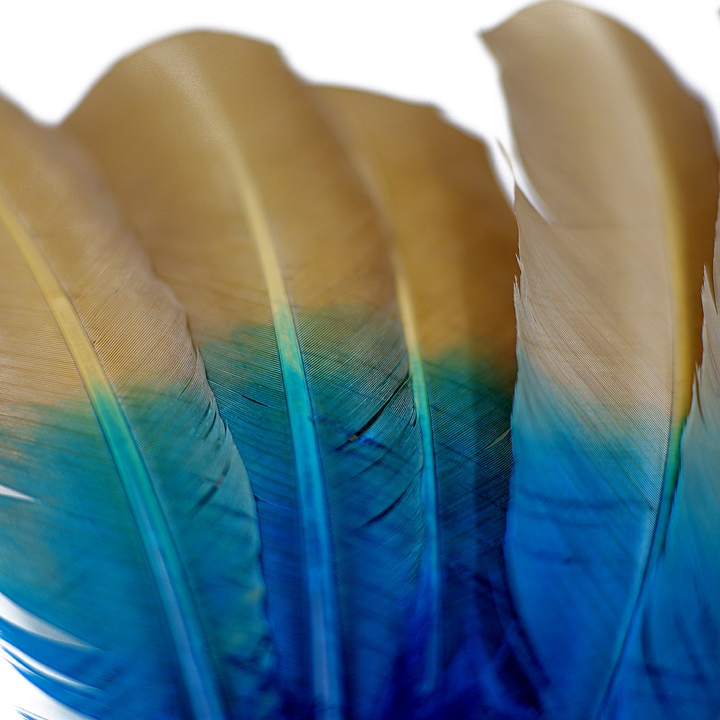 Bulk Two Tone Ombre Tipped Turkey Round Feathers Left Wing - 10-12” - 1/4 lb - Dark Turqouise/Camel