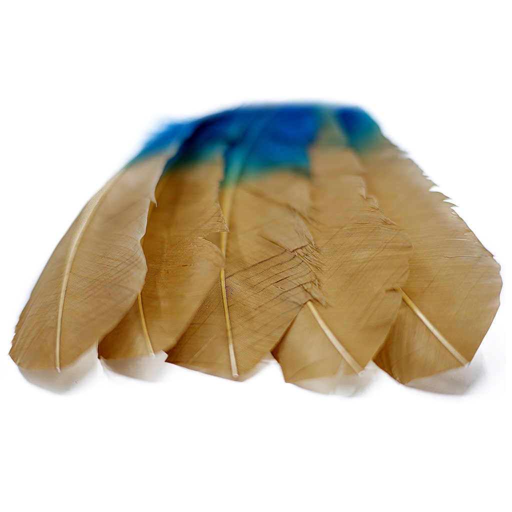 Bulk Two Tone Ombre Tipped Turkey Round Feathers Left Wing - 10-12” - 1/4 lb - Dark Turqouise/Camel