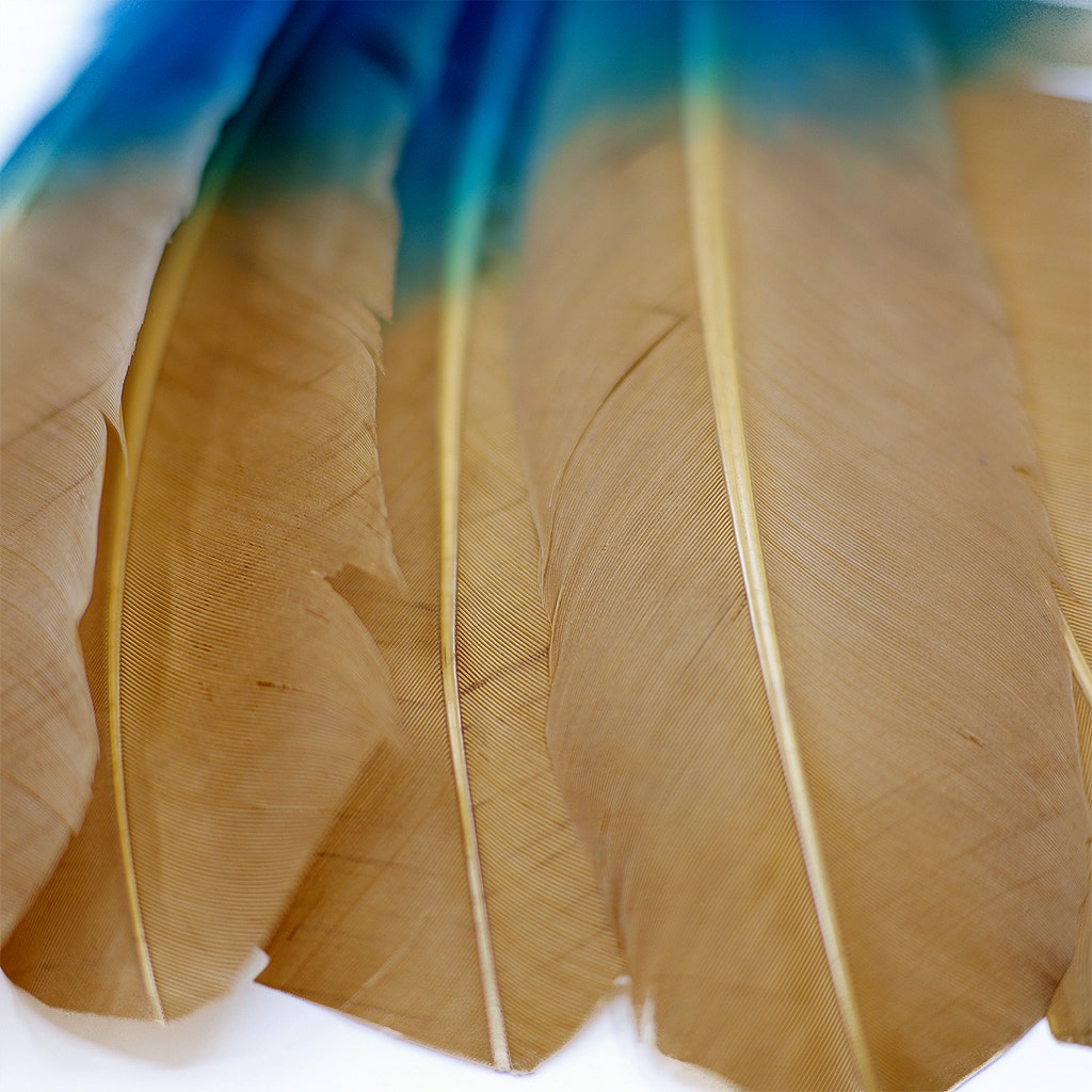 Bulk Two Tone Ombre Tipped Turkey Round Feathers Left Wing - 10-12” - 1/4 lb - Dark Turqouise/Camel