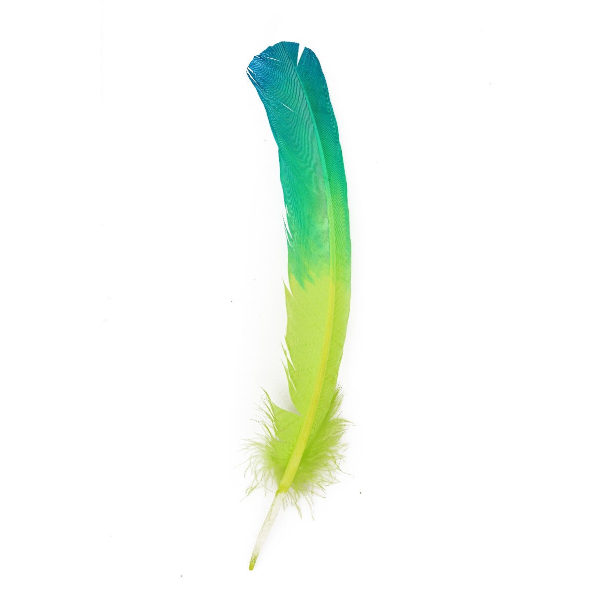 Bulk Two Tone Ombre Tipped Turkey Round Feathers Left Wing - 10-12” - 1/4 lb - Dark Turquoise - Lime
