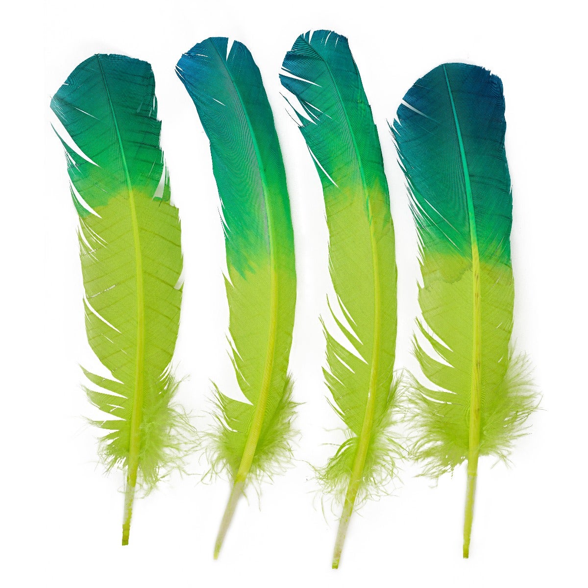 Bulk Two Tone Ombre Tipped Turkey Round Feathers Left Wing - 10-12” - 1/4 lb - Dark Turquoise - Lime