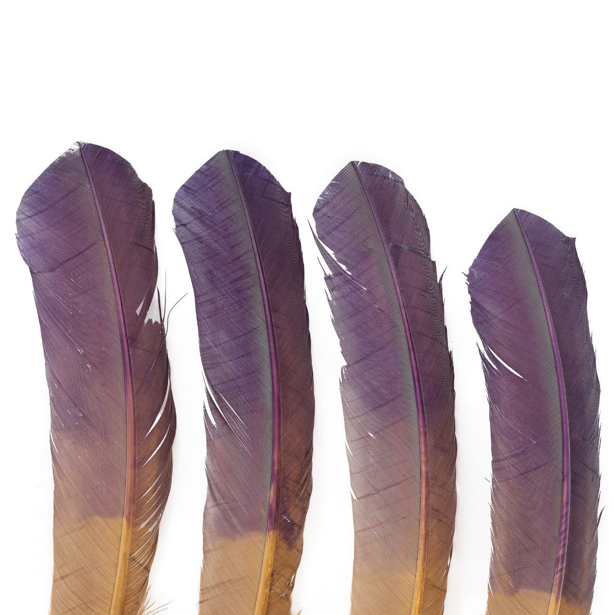 Bulk Two Tone Ombre Tipped Turkey Round Feathers Left Wing - 10-12” - 1/4 lb - Navy Camel