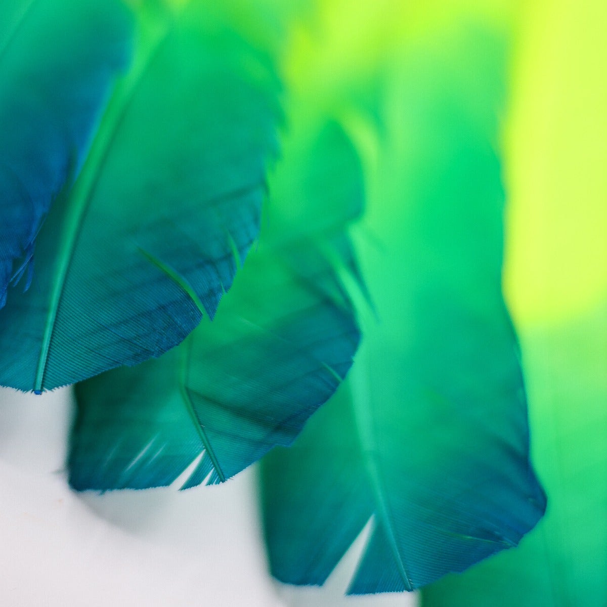Bulk Two Tone Ombre Tipped Turkey Round Feathers Left Wing - 10-12” - 1/4 lb - Dark Turquoise - Lime