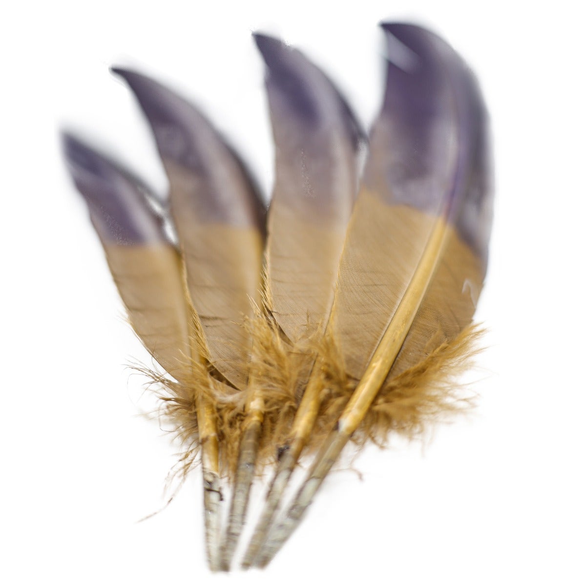 Bulk Two Tone Ombre Tipped Turkey Round Feathers Left Wing - 10-12” - 1/4 lb - Navy Camel