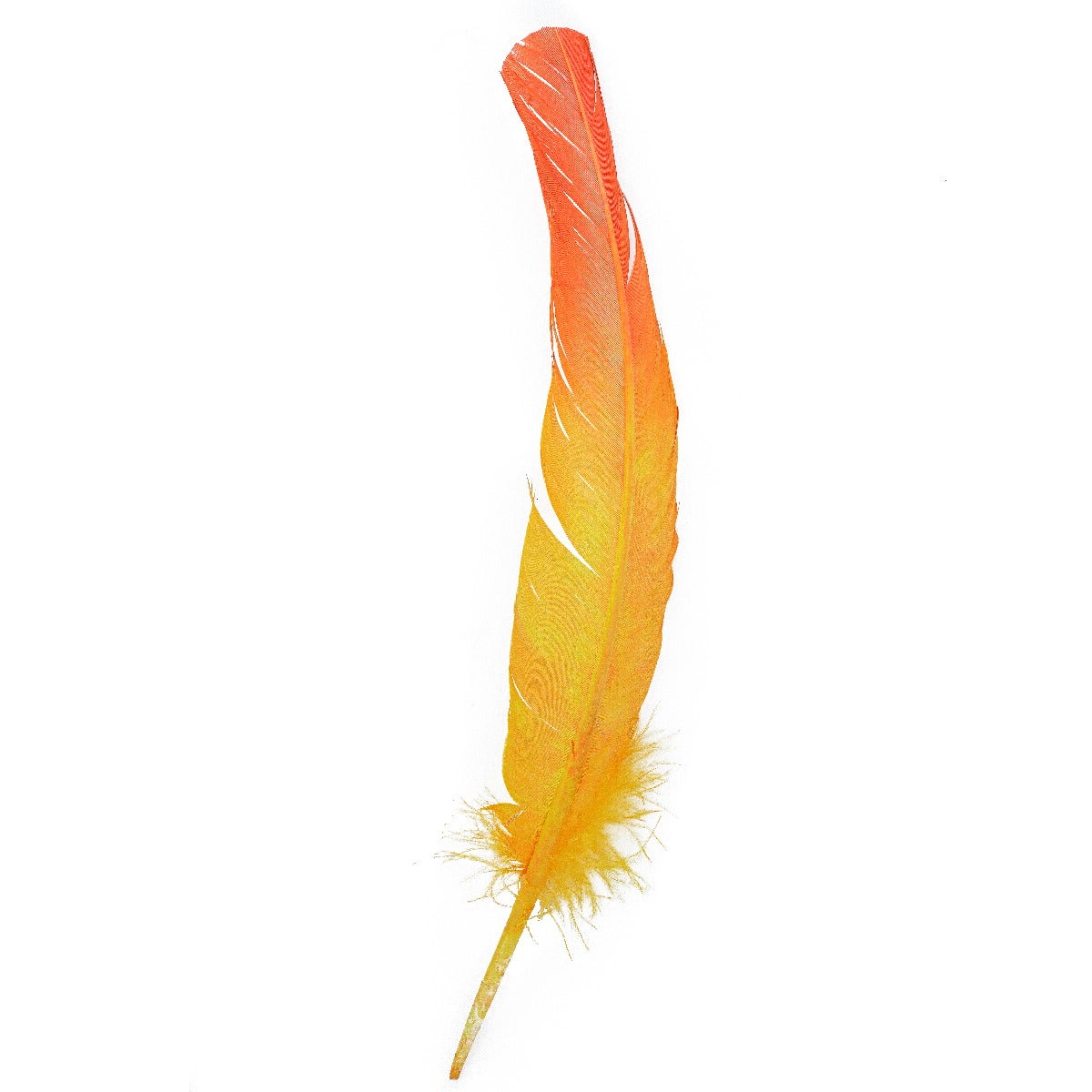 Ombré Turkey Quill Feathers 10-12” 2 pc - Pink Orient-Gold