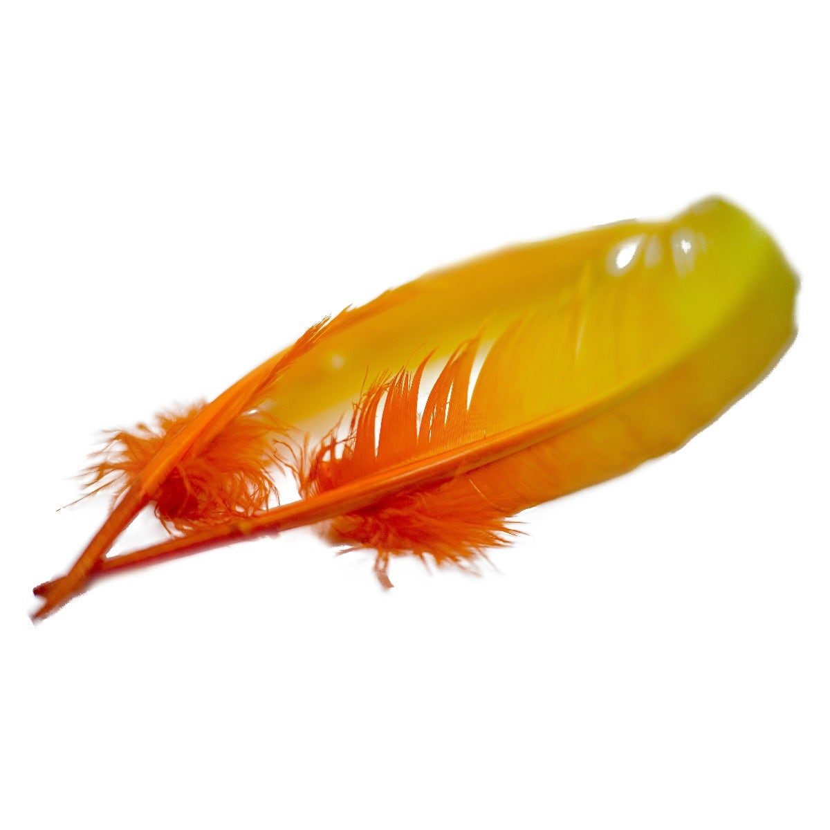 Ombré Turkey Quill Feathers 10-12” 2 pc- Gold - Orange
