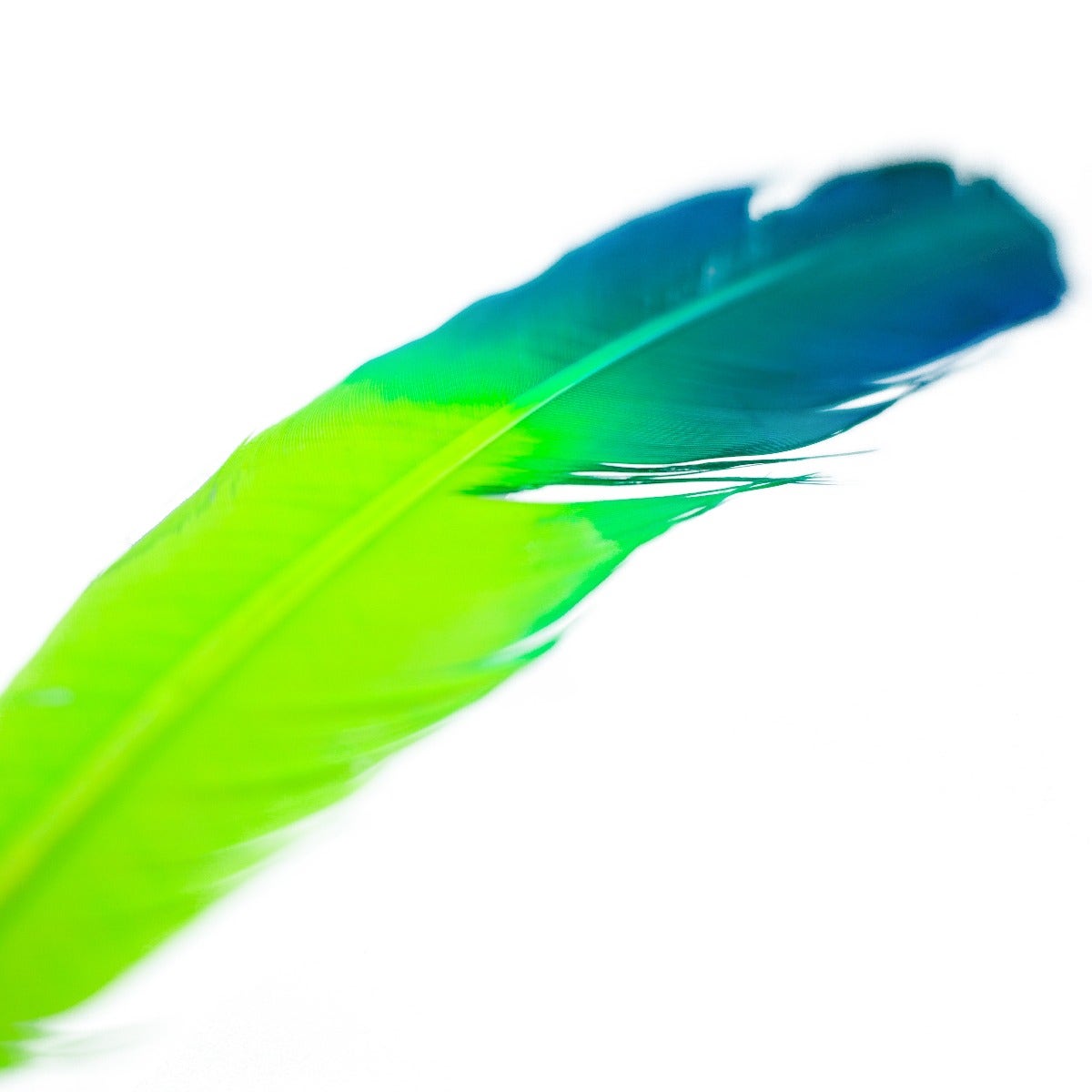 Ombré Turkey Quill Feathers 10-12” 2 pc - Dark Turquoise - Lime