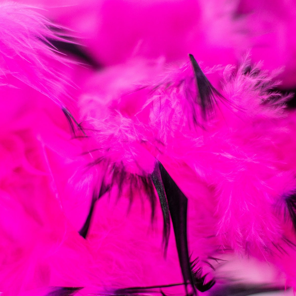 Chandelle Boas Tipped - Shocking Pink/Black