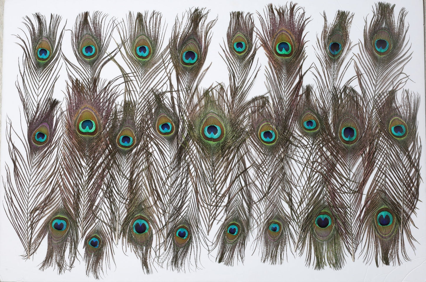 Peacock Feathers for Sale