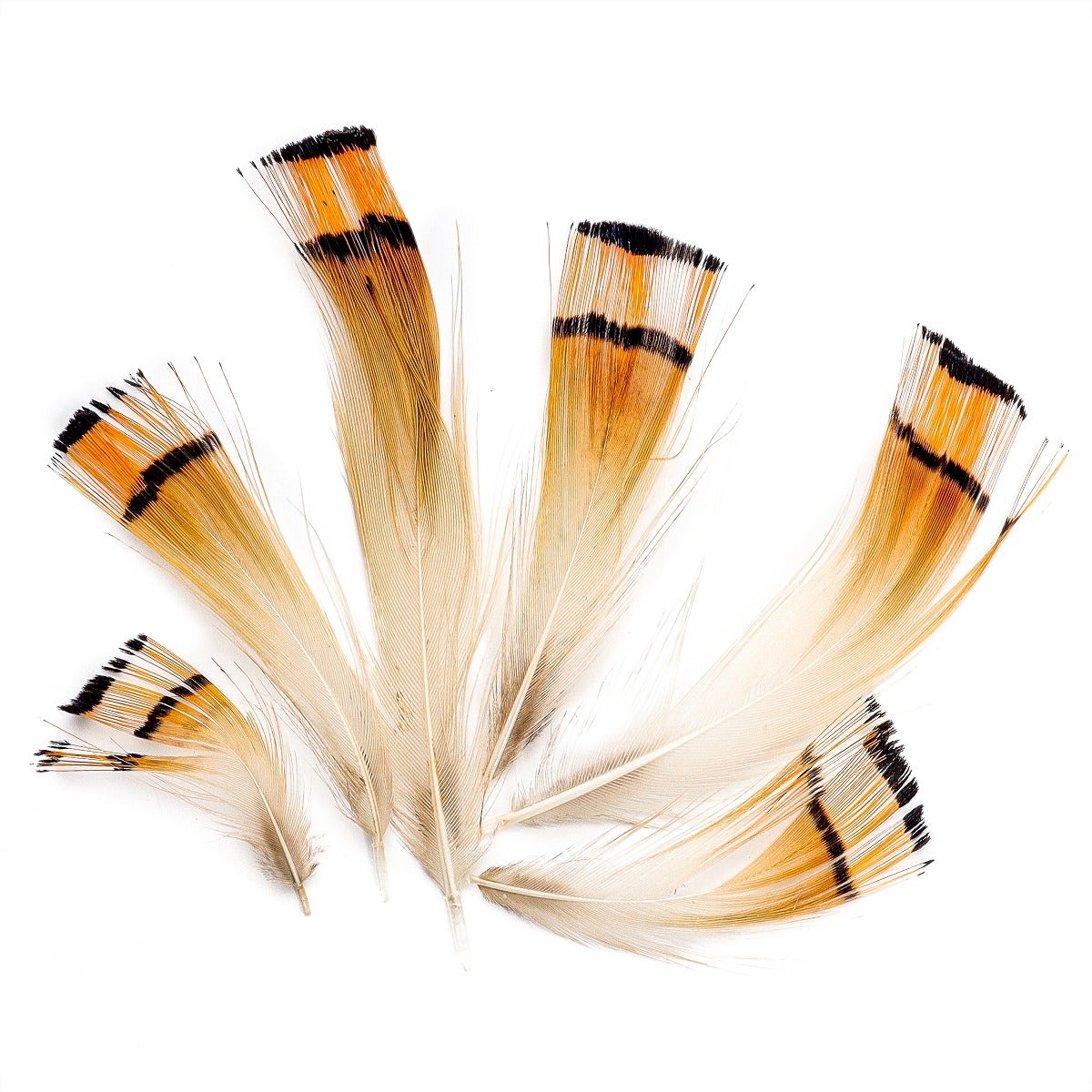 Pheasant Golden Crest Plumage 1-3.5" Natural