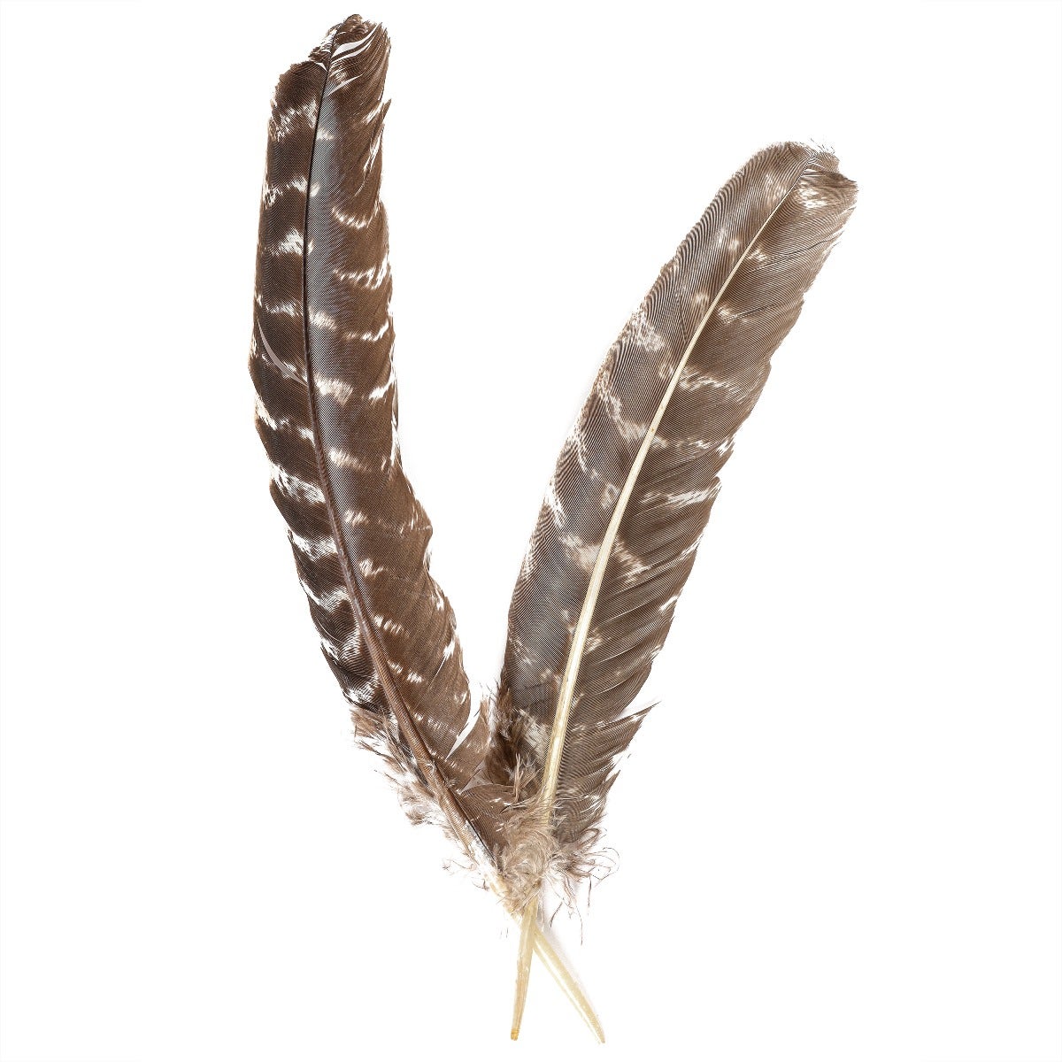 BARRED TURKEY QUILLS WING FEATHERS 8-12" - NATURAL