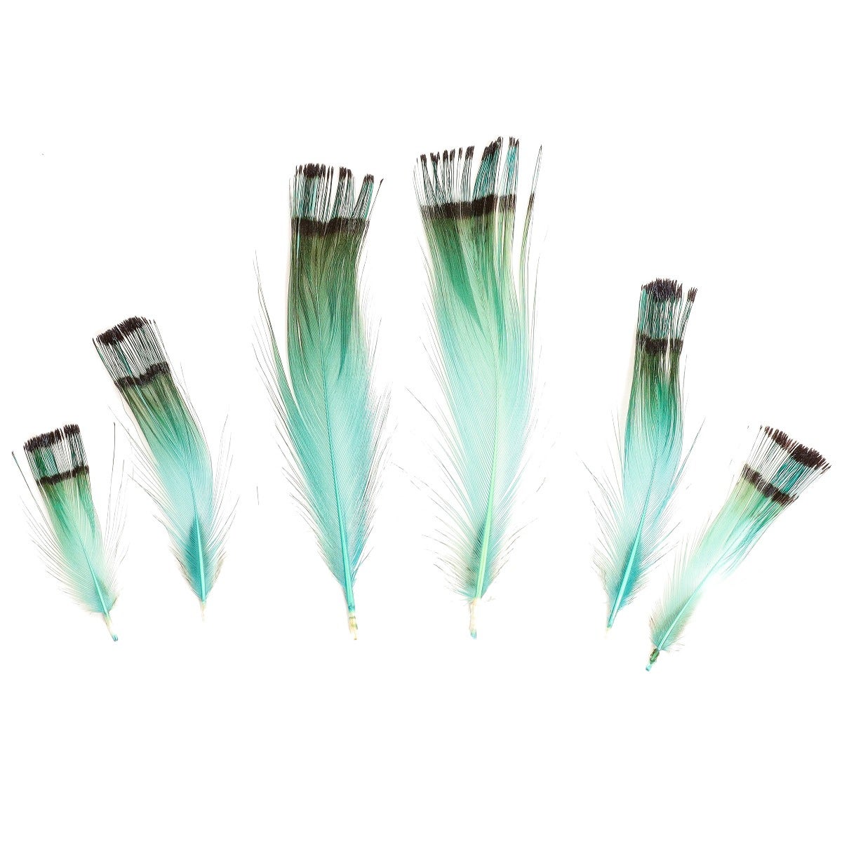 Pheasant Golden Crest Plumage 1-3.5" - Aqua Marine